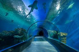 Alistair Economakis Top Aquariums